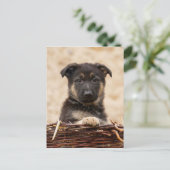 Duitse schapenhouderij in mandje briefkaart (Staand voorkant)