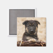 Duitse schapenhouderij in mandje magneet (Voorkant / Achterkant)