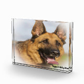 Duitse Shepard Dog. Fotoblokken (Rechts)