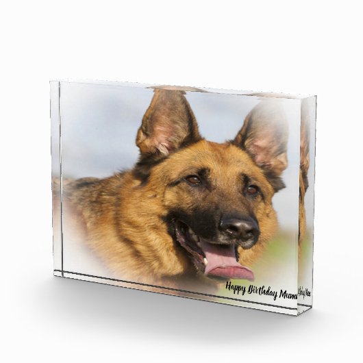 Duitse Shepard Dog. Fotoblokken (Rechts)