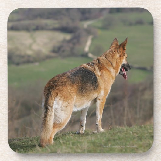 Duitse Shephard die naar beneden kijkt Bier Onderzetter (Voorkant)