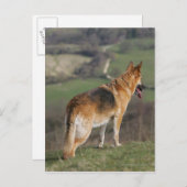 Duitse Shephard die naar beneden kijkt Briefkaart (Voorkant / Achterkant)