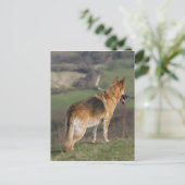 Duitse Shephard die naar beneden kijkt Briefkaart (Staand voorkant)