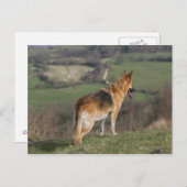 Duitse Shephard die naar beneden kijkt Briefkaart (Voorkant / Achterkant)