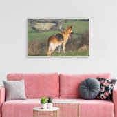 Duitse Shephard die naar beneden kijkt Canvas Afdruk (Insitu (Woonkamer))
