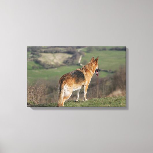 Duitse Shephard die naar beneden kijkt Canvas Afdruk (Voorkant)