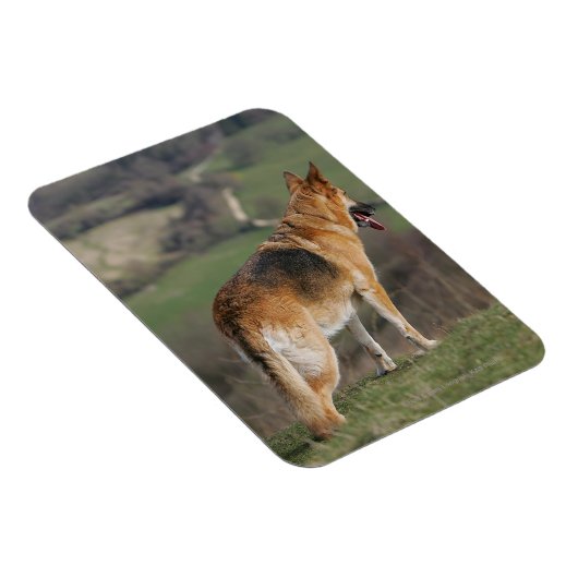 Duitse Shephard die naar beneden kijkt Magneet (Rechterzijde)