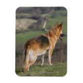 Duitse Shephard die naar beneden kijkt Magneet (Verticaal)