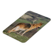 Duitse Shephard die naar beneden kijkt Magneet (Linkerzijde)