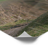 Duitse Shephard die naar beneden kijkt Poster (Hoek)