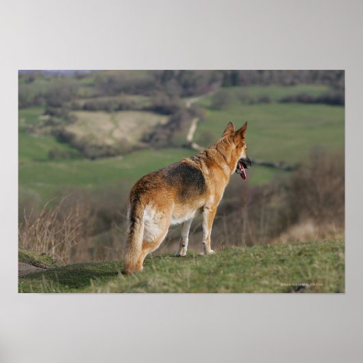 Duitse Shephard die naar beneden kijkt Poster (Voorkant)