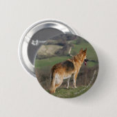 Duitse Shephard die naar beneden kijkt Ronde Button 5,7 Cm (Voorkant /achterkant)