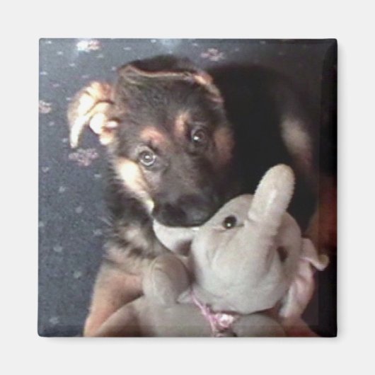 Duitse Shephard Puppy Magnet (Voorkant)