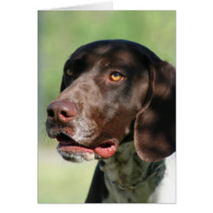 Duitse Shorthaired Pointer