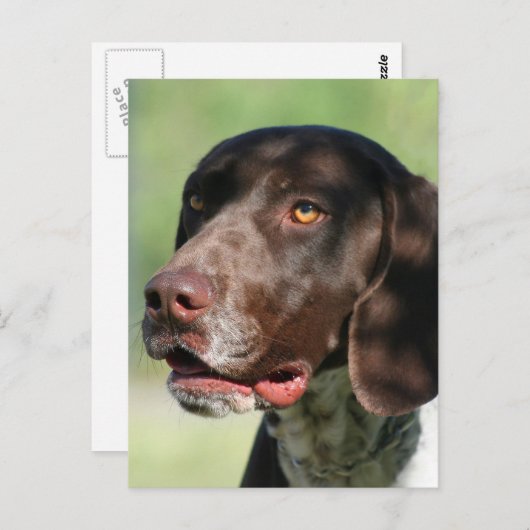 Duitse Shorthaired Pointer Briefkaart (Voorkant / Achterkant)