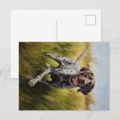 Duitse Shorthaired Pointer Briefkaart (Voorkant / Achterkant)