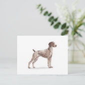 Duitse Shorthaired Pointer Briefkaart (Staand voorkant)