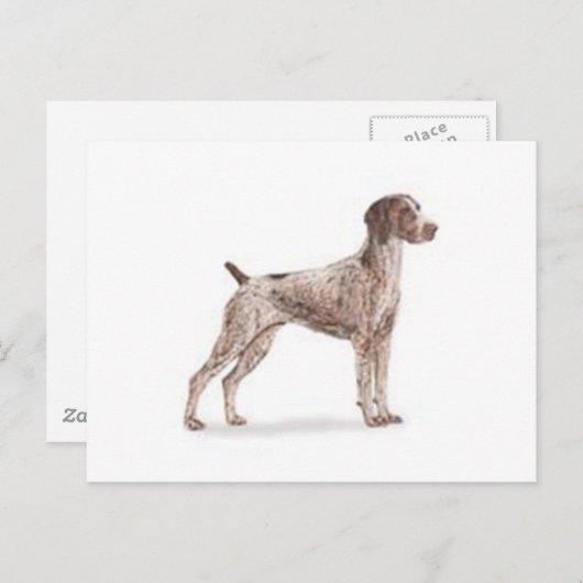Duitse Shorthaired Pointer Briefkaart (Voorkant / Achterkant)