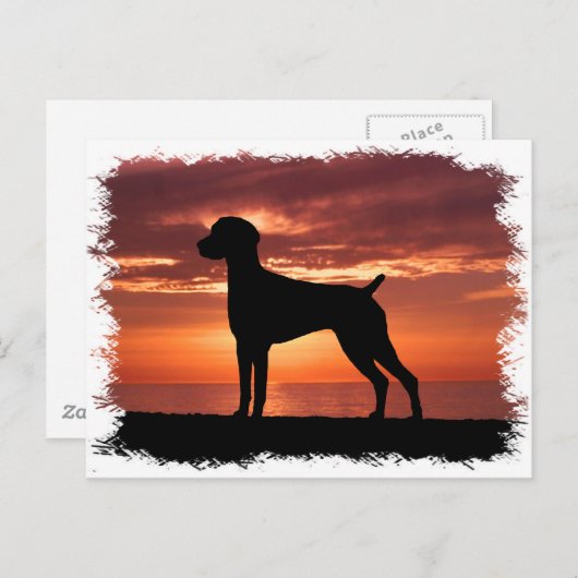 Duitse Shorthaired Pointer Briefkaart (Voorkant / Achterkant)