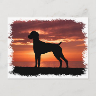 Duitse Shorthaired Pointer Briefkaart