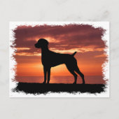 Duitse Shorthaired Pointer Briefkaart (Voorkant)