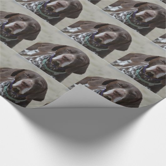 Duitse Shorthaired Pointer Dog Cadeaupapier (Hoek)