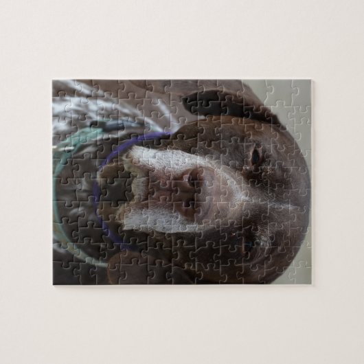 Duitse Shorthaired Pointer Dog Legpuzzel (Horizontaal)