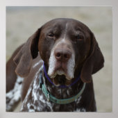 Duitse Shorthaired Pointer Dog Poster (Voorkant)