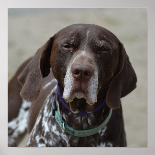 Duitse Shorthaired Pointer Dog Poster (Voorkant)