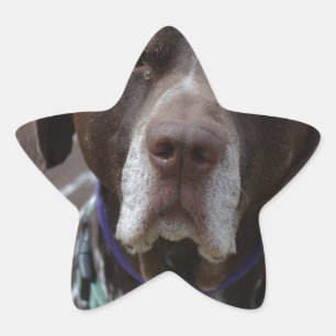 Duitse Shorthaired Pointer Dog Ster Sticker