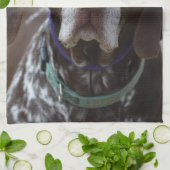 Duitse Shorthaired Pointer Dog Theedoek (Gevouwen)