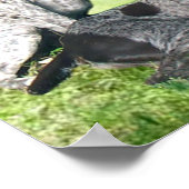 Duitse Shorthaired Pointer Family Print (Hoek)