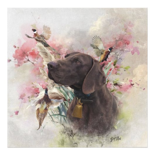 Duitse shorthaired pointer foto afdruk (Voorkant)