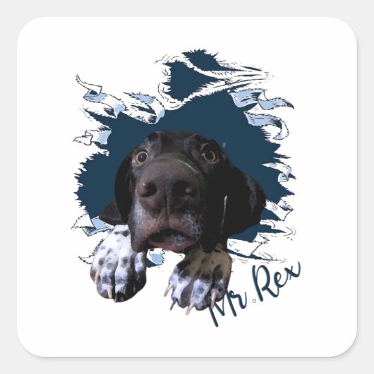 Duitse Shorthaired Pointer, grappig gezicht Bandan Vierkante Sticker (Voorkant)