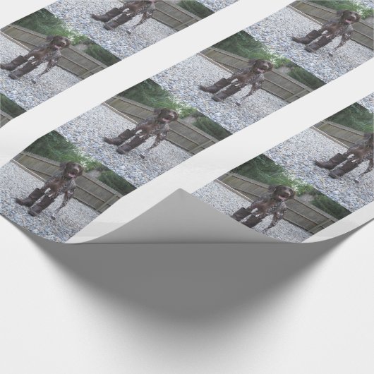 Duitse Shorthaired Pointer in Boots Cadeaupapier (Hoek)