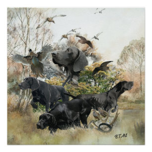 Duitse Shorthaired pointer Perfect Poster