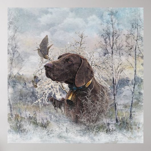 Duitse Shorthaired Pointer Poster (Voorkant)
