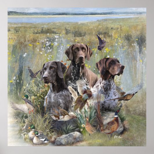 Duitse Shorthaired Pointer Poster (Voorkant)