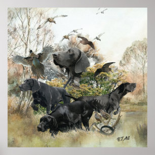 Duitse Shorthaired pointer Poster