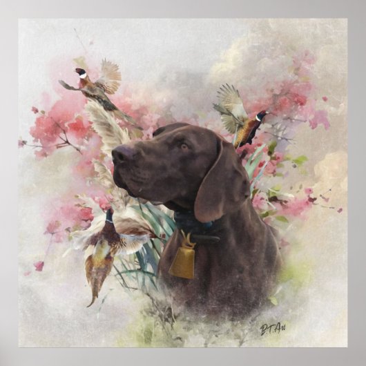 Duitse shorthaired pointer poster (Voorkant)