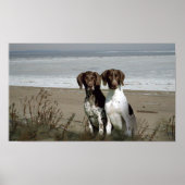 Duitse Shorthaired Pointer print (Voorkant)