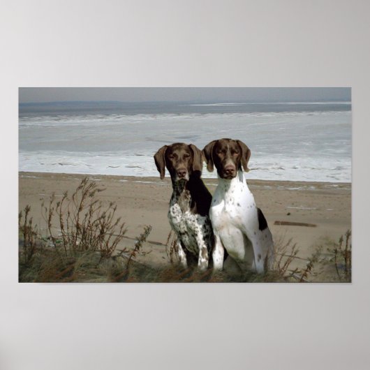 Duitse Shorthaired Pointer print (Voorkant)