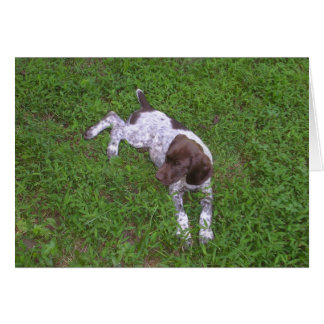Duitse Shorthaired Pointer Puppy in Grass