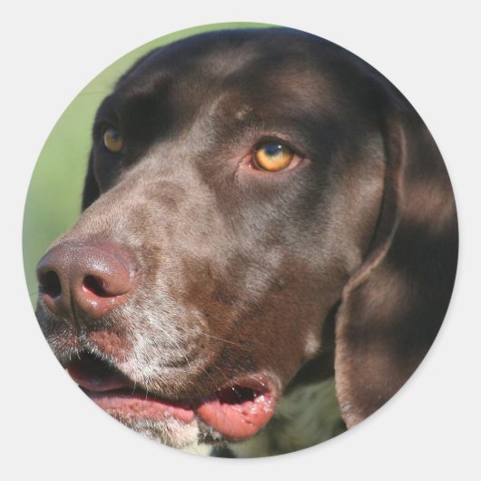 Duitse Shorthaired Pointer Ronde Sticker (Voorkant)