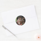 Duitse Shorthaired Pointer Ronde Sticker (Envelop)