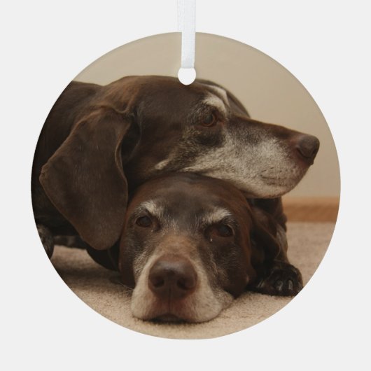 Duitse Shorthaired Pointer Sisters Glas Ornament (Achterkant)