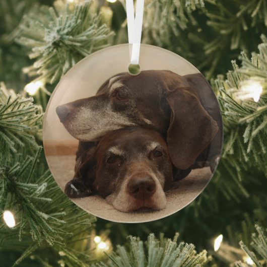 Duitse Shorthaired Pointer Sisters Glas Ornament (Insitu)