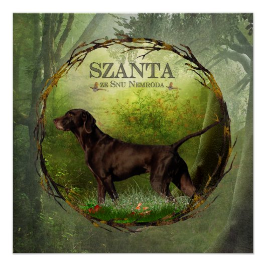 Duitse Shorthaired Pointer,SZANTA van Nemrod's Perfect Poster (Voorkant)