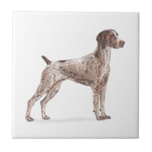 Duitse Shorthaired Pointer Tegeltje