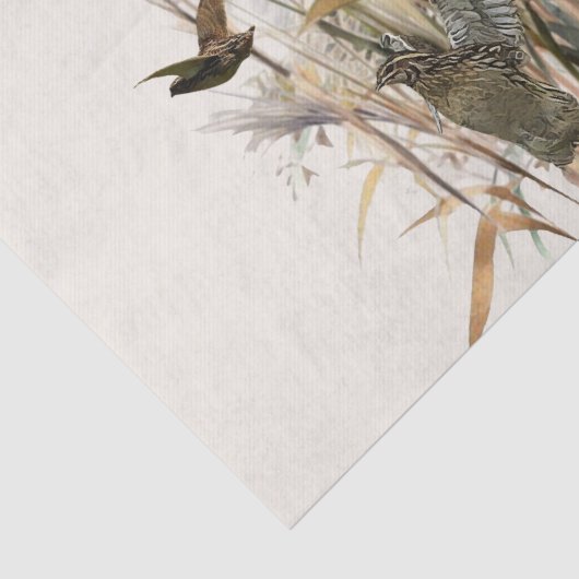 Duitse Shorthaired Pointer Tissuepapier (Detail)